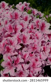 Beautiful angular view of vibrant pink azalea flowers in full bloom basking in the morning sunlight.
