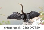 Beautiful Anhinga bird with out-stretched wings drying.