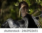                                Beautiful Anhinga in breeding colors with wings spread and looking back toward the camera at Shelter Cove Park in Hilton Head Island.