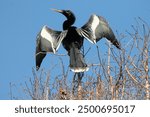 A beautiful Anhinga drying his wings after a fishing trip.