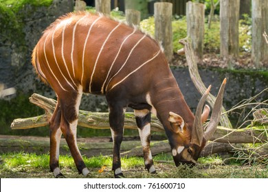 Beautiful Animal - Big Eastern Bongo Antelope, Extremely Rare Animal Leaving Only In Kenya.