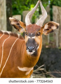 Beautiful Animal - Big Eastern Bongo Antelope, Extremely Rare Animal Leaving Only In Kenya.