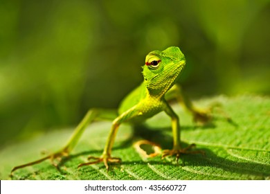 Beautiful Animal In The Nature Habitat. Green Garden Lizard, Calotes Calotes, Detail Eye Portrait Of Exotic Tropical Animal In Green Nature Habitat, Sinharaja, Sri Lanka.