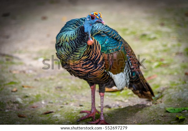 Beautiful animal, Ocellated Turkey at Tikal\
National park in Guatemala, colorful turkey with blue, orange,\
yellow, green, white, black\
colors