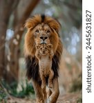 Beautiful animlal lion cub head leo