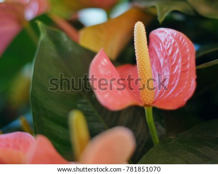 Beautiful Anthurium or flamingo flower  (blur effect from camera)