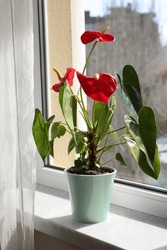 Beautiful Anthurium In Pot On Windowsill Indoors. House Plants