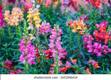 Antirrhinum Majus の画像 写真素材 ベクター画像 Shutterstock