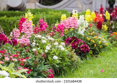Beautiful antirrhinum majus or snapdragon flowers in pink, red, white and yellow colors . Spring blooming garden background