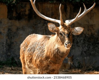 beautiful Antler with horns in alipore zoo, kolkata - Powered by Shutterstock