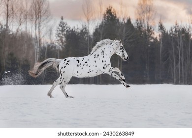 Beautiful appaloosa horse running in winter - Powered by Shutterstock