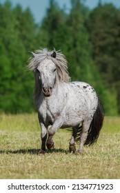 Beautiful appaloosa pony running in the field in summer