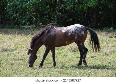 Beautiful Appaloosa stallion grazing on a pasture field