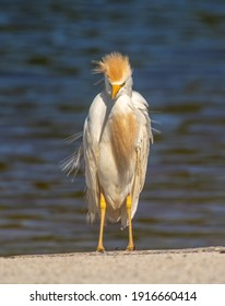 A beautiful but apparently frazzled Cattle Egret standing on the banks of a south Florida wetland that seems to be considering whether or not it got out of bed too soon.