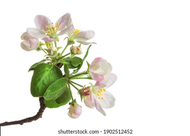 Beautiful Apple Blossom Flower With Branch Isolated On White Background.