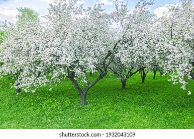Apple Tree Blossoms High Res Stock Images Shutterstock