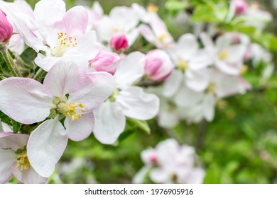 Beautiful apple tree blossoming in springtime - Shutterstock ID 1976905916