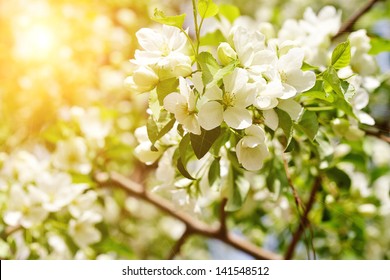 Beautiful Apple Tree Branch With Sun