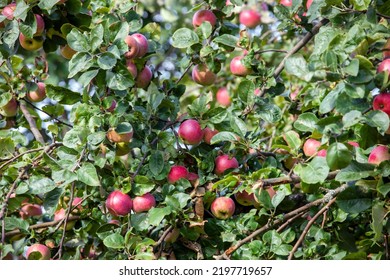 A beautiful apple tree with red juicy apples on a sunny day. Apple tree in the garden - Shutterstock ID 2197719657