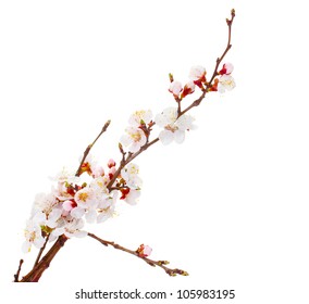 Beautiful Apricot Blossom Isolated On White