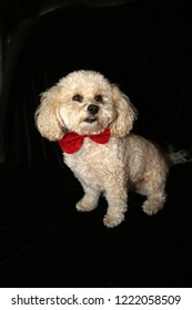 A Beautiful Apricot Colored Mix Poodle Dog With A Red Bowtie Poses On A Black Velvet Background. Poodle Portrait On Black. Room For Text