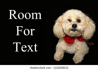 A Beautiful Apricot Colored Mix Poodle Dog With A Red Bowtie Poses On A Black Velvet Background. Poodle Portrait On Black. Room For Text