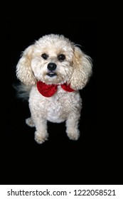 A Beautiful Apricot Colored Mix Poodle Dog With A Red Bowtie Poses On A Black Velvet Background. Poodle Portrait On Black. Room For Text