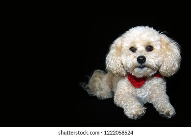 A Beautiful Apricot Colored Mix Poodle Dog With A Red Bowtie Poses On A Black Velvet Background. Poodle Portrait On Black. Room For Text