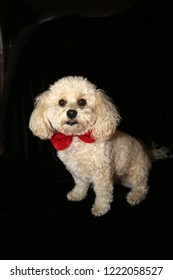 A Beautiful Apricot Colored Mix Poodle Dog With A Red Bowtie Poses On A Black Velvet Background. Poodle Portrait On Black. Room For Text