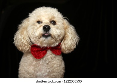 A Beautiful Apricot Colored Mix Poodle Dog With A Red Bowtie Poses On A Black Velvet Background. Poodle Portrait On Black. Room For Text