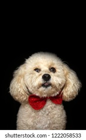 A Beautiful Apricot Colored Mix Poodle Dog With A Red Bowtie Poses On A Black Velvet Background. Poodle Portrait On Black. Room For Text