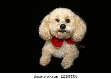 A Beautiful Apricot Colored Mix Poodle Dog With A Red Bowtie Poses On A Black Velvet Background. Poodle Portrait On Black. Room For Text