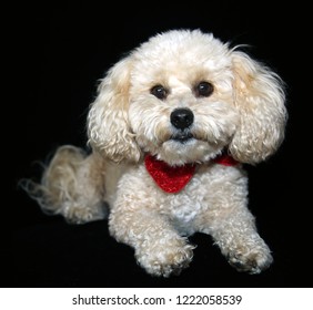 A Beautiful Apricot Colored Mix Poodle Dog With A Red Bowtie Poses On A Black Velvet Background. Poodle Portrait On Black. Room For Text