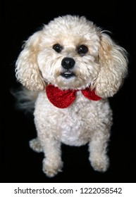 A Beautiful Apricot Colored Mix Poodle Dog With A Red Bowtie Poses On A Black Velvet Background. Poodle Portrait On Black. Room For Text