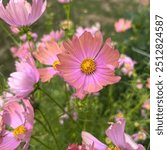 Beautiful apricot cosmos beautiful cottage garden flower