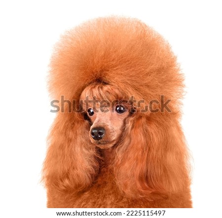 Beautiful apricot toy poodle in scandinavian lion clip isolated on a white background