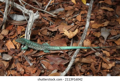 Beautiful aqua Aruba Whiptail Lizard resting in brown leaves on the ground