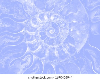 Beautiful Aqua Blue Background Petrified Extinct Fossil Shell Animal Ammonite Nautilus, Jurassic Mesozoic Era, Marine Mollusc Chamber Cut Spiral Shape, Symbol Family Happiness, Wealth And Eternity