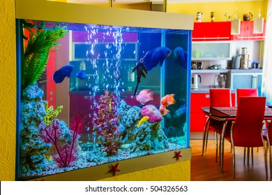Imagenes Fotos De Stock Y Vectores Sobre Fish Tank Designs