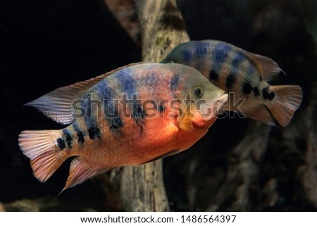 Beautiful aquarium fish cichlasoma bocourti, neetroplus bocourti, herichthys bocourti Stock photo © 
