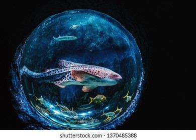 Beautiful Aquarium Of Spherical Shape With Exotic Fishes