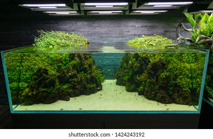 4,058 Aquascape Images, Stock Photos & Vectors | Shutterstock
