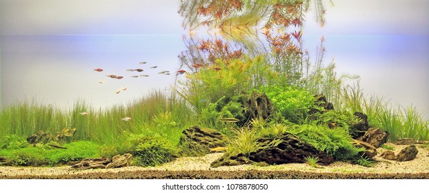 169,246 Planted Tank Images, Stock Photos & Vectors | Shutterstock