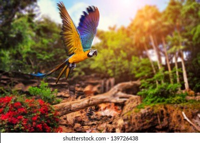 Beautiful Ara parrot on tropical forest background