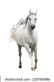 Beautiful arabain horse front view isolated