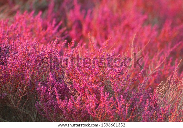 Beautiful Arabian Desert Plants Winter Scenery Stock Photo 1596681352   Beautiful Arabian Desert Plants Winter 600w 1596681352 