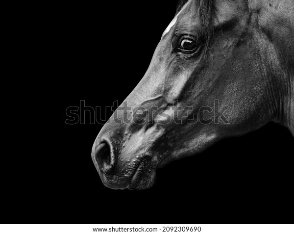 Beautiful arabian horse portrait on black with\
anxious view in\
camera