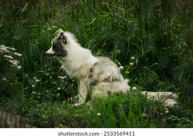 A beautiful arctic fox with a white and black coat sitting in lush green grass and wildflowers - Powered by Shutterstock