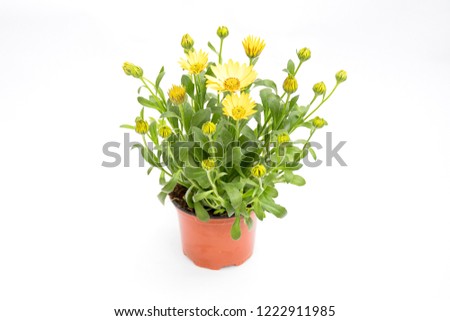 Beautiful Arctotis Flower blooming and growing with green leaves and branch, in brown pot to plant in garden, isolated white background, plant for flower gardne concept.