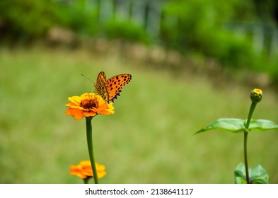 Beautiful Argynnis Hyperbius Or Brush Footed Butterfly Sitting On The Flower